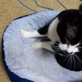 あれは幻の旗だったのかの画像