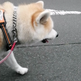 昨日は飼い主の古い友人を訪問した未来丸。お土産はかき氷をやめて、手作りアイスクリーム。そのの画像