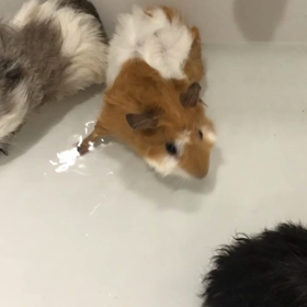 モルモットのお風呂の画像