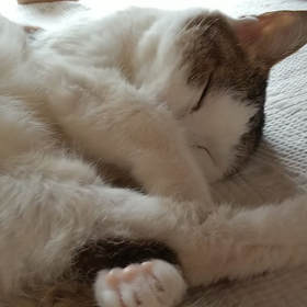 にゃん動画の画像