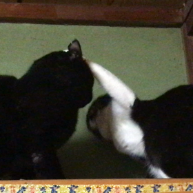 場所取り争いの画像