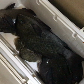 活けグレの画像