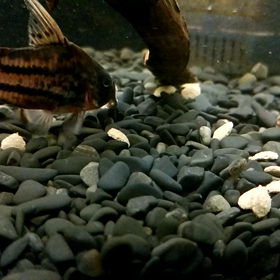 コリドラスの画像