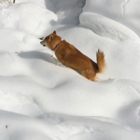 去年の雪動画の画像