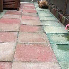 *庭でトコトコ　②の画像