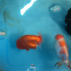 屋外の給餌&水換えの画像