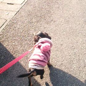 貧弱なオチリであさんぽ♪の画像