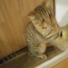 高速パンチの画像