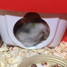 もこもこりんの画像