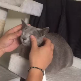 愛猫の話です❗️の画像