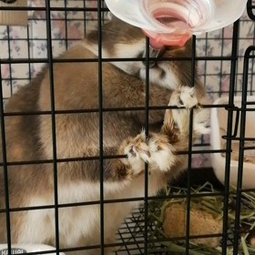 ごくごく☆の画像