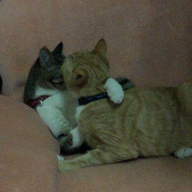 美しき兄弟愛…?の画像