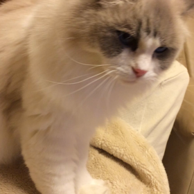 ふみふみの画像