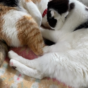 さぶちゃんの誤算の画像