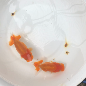 う〜ん、、f^_^;の画像