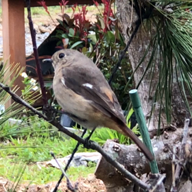 ジョウビタキ㉛『たくましくなったジョビ』の画像