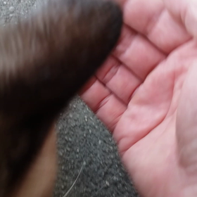 ハチ　その2の画像