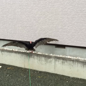 ヒメコンドルの調教の画像