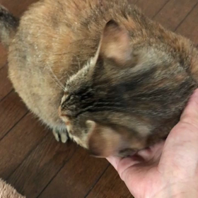 マリーちゃん、捨て猫でしたの画像