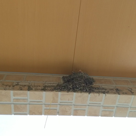 チュンチュンチュンの画像