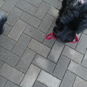 最近のマイブームの画像