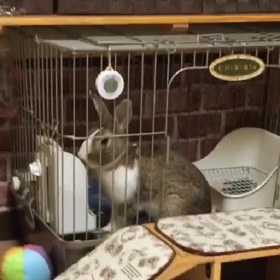 ちゃらびこちゃーちゃんのうた♡の画像