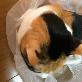 袋入り猫♥︎の画像