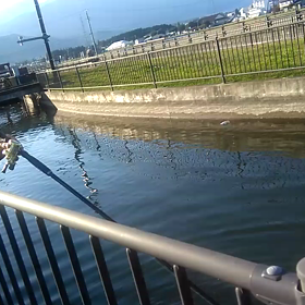 キーングサーモン800、キャストの動画とスイム動画撮りました。の画像