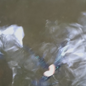 質素なめだかの画像