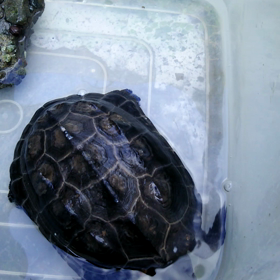 動きだした～の画像