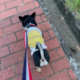 朝の散歩動画の画像