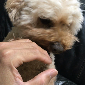 今日は御事始めの日の画像