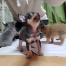 ちびっこさん達の癒しパワー✨の画像