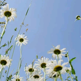 ♪白いブランコの画像