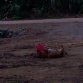 間違った遊びの画像