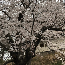 仕事前に桜の画像