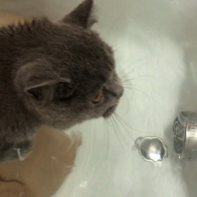 今日も暑かったので お風呂にの画像