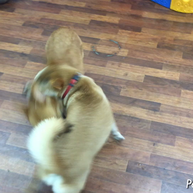 さつま君&なつちゃん  お遊びの画像