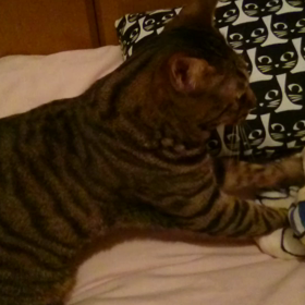 動画 de ふみふみの画像