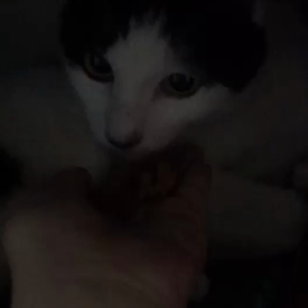 皐月くん手からごはんを❤️の画像