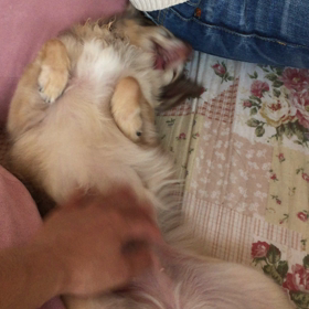 恒例の儀式の画像