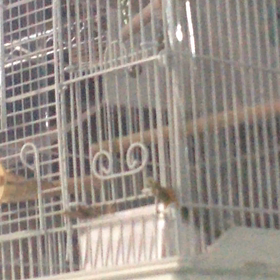 まめちゃんおしゃべりの画像