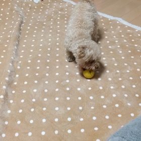 遊ぶ遊ぶ！の画像