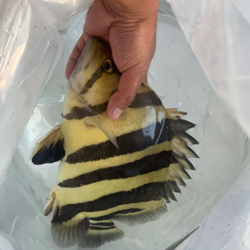 発送ラッシュ！！の画像