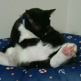 ３月頃のチョロ。の画像