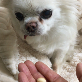 【動画】りんご味のボウロの画像