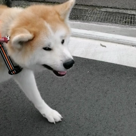 今朝の散歩はメリハリがしっかりできた朝散歩でした。やはり飼い主の積極的なコミュニケーションがの画像