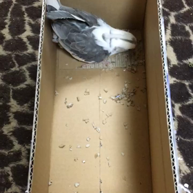 おもち様の画像