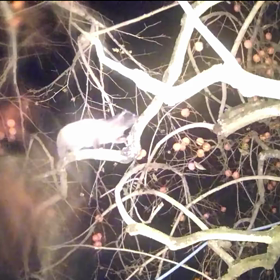 すぎぴたんの事件簿シーズン3　108話（鉄棒をするハクビシン）の画像