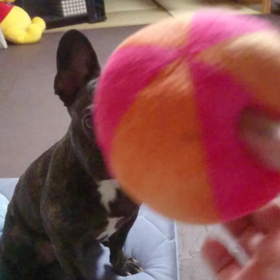 ムシムシι(´Д｀υ)ｱﾂｨｰの画像